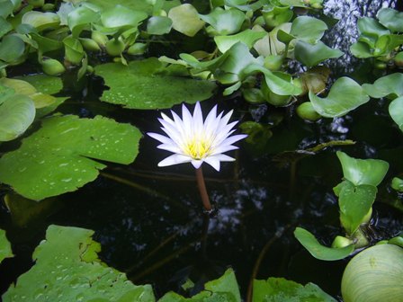 Sua Janela, Meu espelho