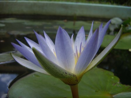 Flor de Lotus