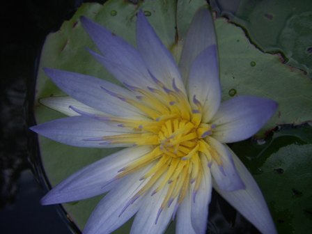 Flor de Lotus