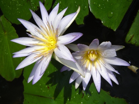 Pico da Águia Sagrada