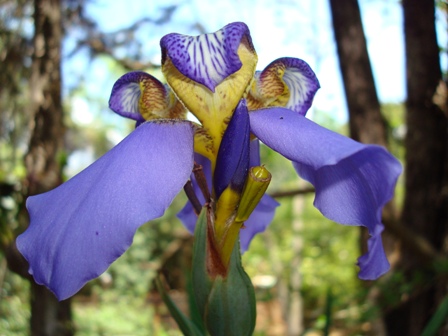 A Transmissão da Lei