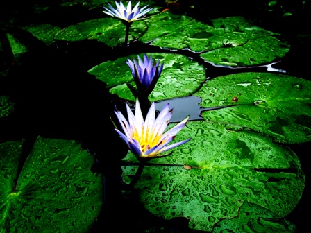 A Ressonância do Dharma