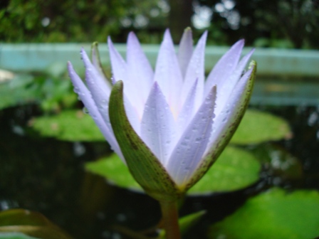A Louvação dos Filhos do Buda