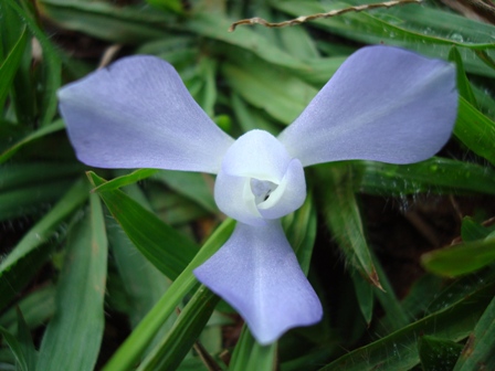 Disc�pulos Originais