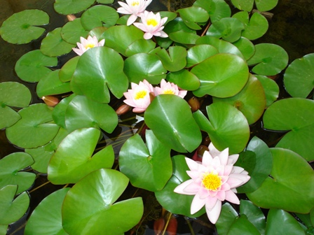 A Revelação dos Méritos e Virtudes do Passado