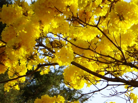 A Beleza de Uma Única Cor