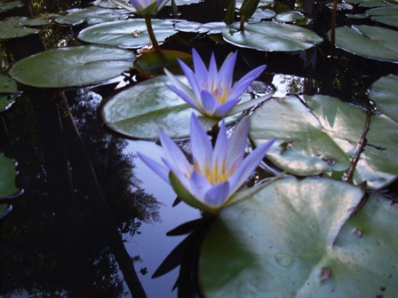 Sobre Receber e Ostentar o Sutra de Lótus. Foto de Marcos Ubirajara em 05/10/2008.