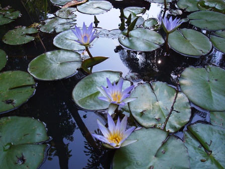 Os Muitos Portais da Lei Búdica. Foto de Marcos Ubirajara em 05/10/2008.