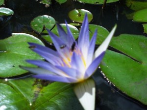 A Cena do Mahaparinirva