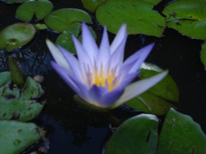 Quando Um Guerreiro Encontra a Paz