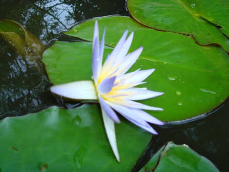 O Lótus em Reverência