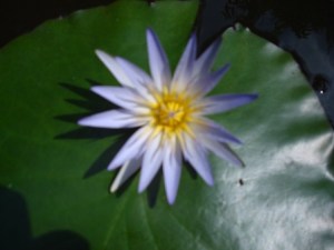 O Bodhisattva Som Maravilhoso