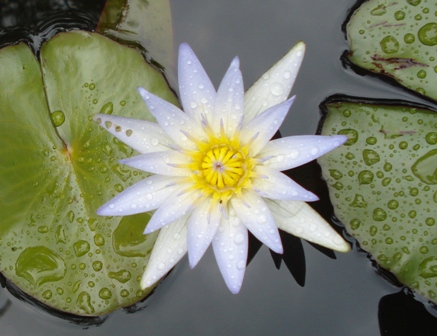 Foto de Adjalmo na chácara da Mercês em 19/10/2008