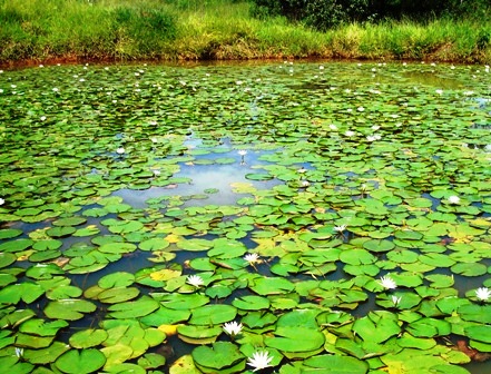 Raros Sinais de Benevolência
