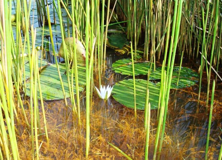 Flor de Lotus Flor de Lotus