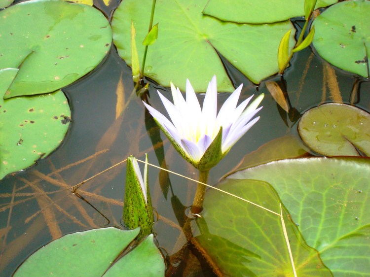 O Japão que emerge será melhor