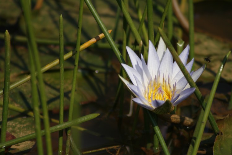 O Brilho da Sabedoria