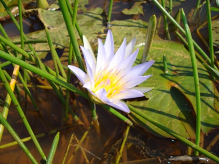 A Conversão de Vasistha A Conversão de Vasistha
