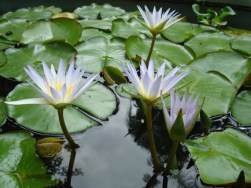 Flor de Lotus