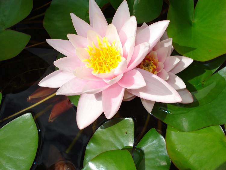 Padma - o Lótus Vermelho