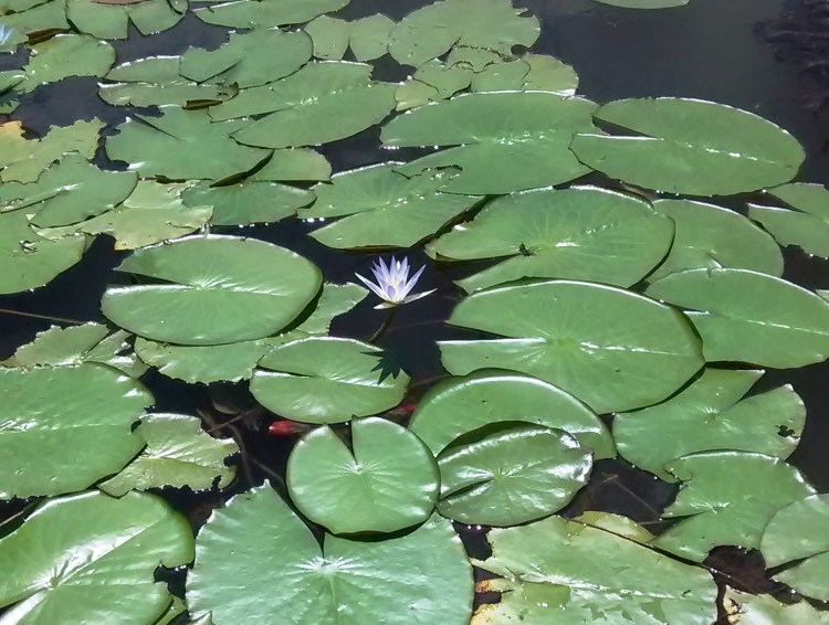 Foto de Marcos Ubirajara  em 19/12/2014.